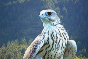 Gyrfalcon