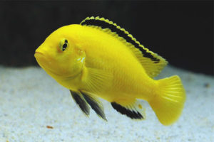 Labidochromis yellow