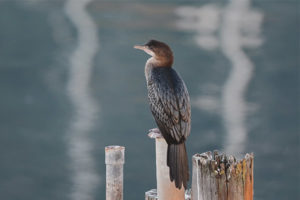 Cormorant