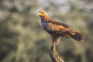 Lesser Spotted Eagle