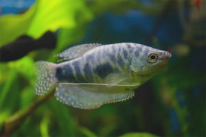 Marble gourami