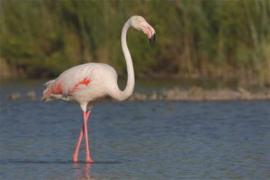 Common flamingo