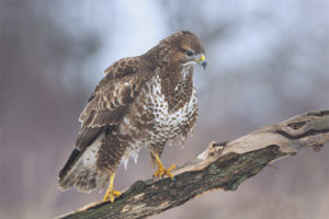 Common buzzard