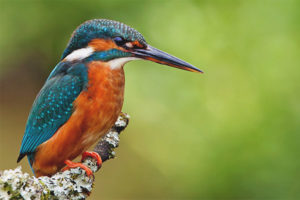 Common kingfisher