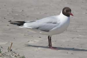 Lake gull