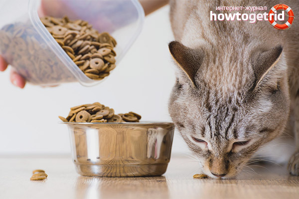 Futter nach der Kastration einer Katze