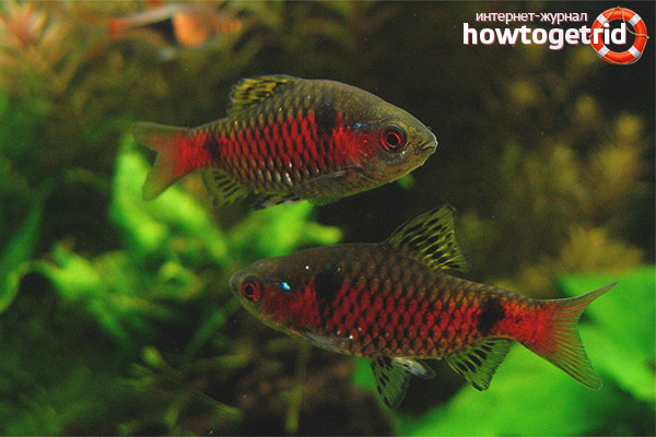 Variety of barberry with a red stripe