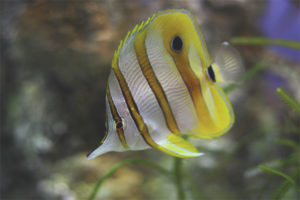 Butterfly fish