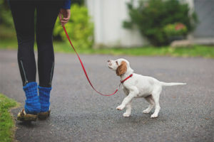 At what age can you walk with a puppy