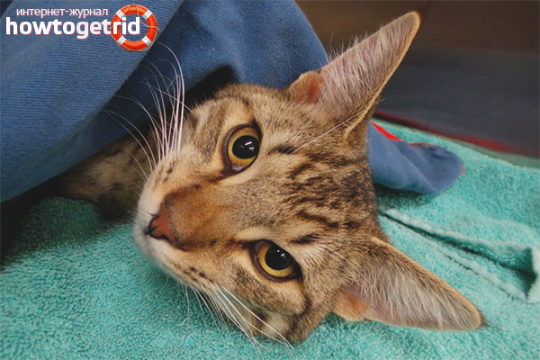 Wie viel verlässt die Katze nach der Kastration aus der Anästhesie?