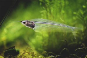 Glass catfish