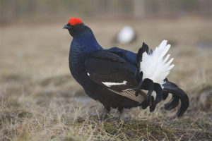 Black grouse