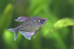 Diamond tetra