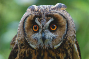 Long-eared owl