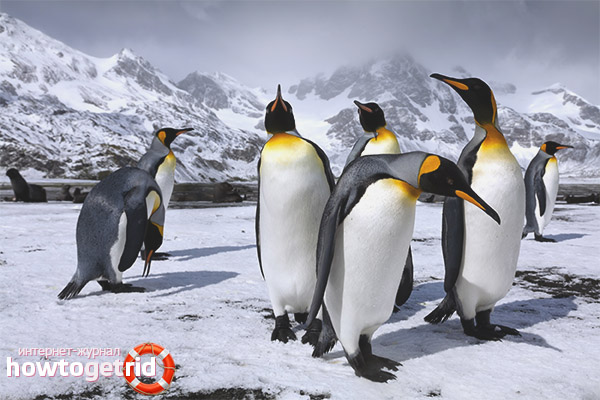 Aptenodytes patagonicus