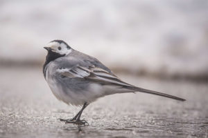 White wagtail