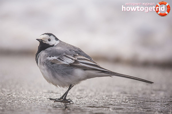 White wagtail