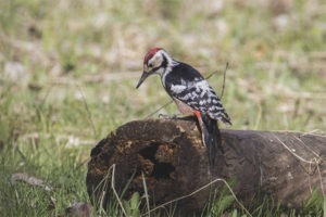 White-backed Woodpecker