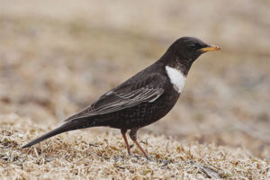 White-throated Thrush