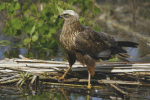 Marsh harrier