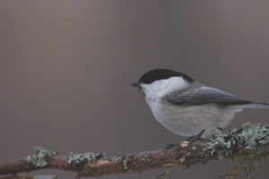 Brown-headed gait