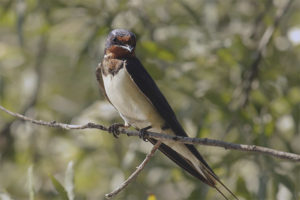 Barn Swallow