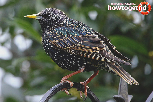 Where do ordinary starlings live?