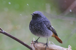 Blackstart redstart