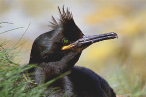 Crested cormorant