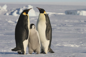 Emperor penguin