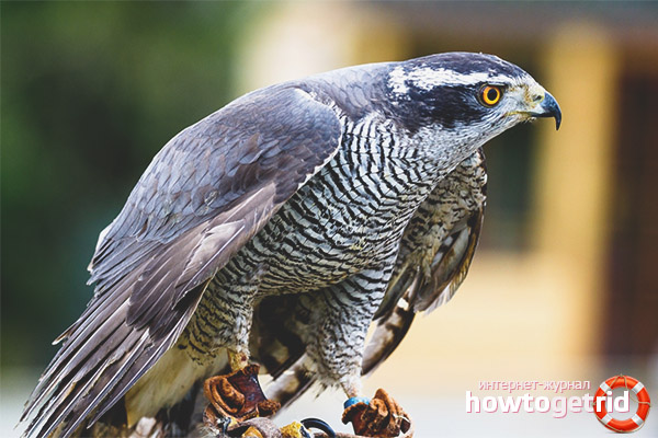 Goshawk