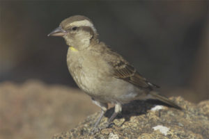 Stone sparrow