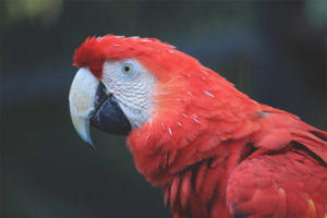 Red macaw