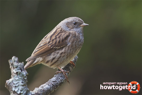 Forest Accentor