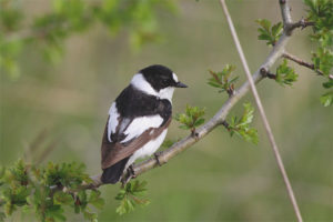 White-necked Flycatcher