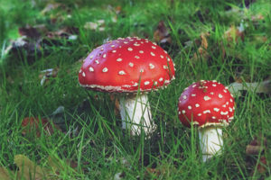 Amanita muscaria