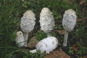 Coprinus white