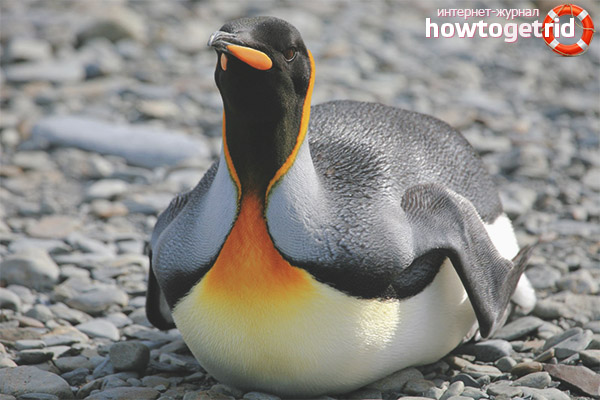 King Penguin Lifestyle