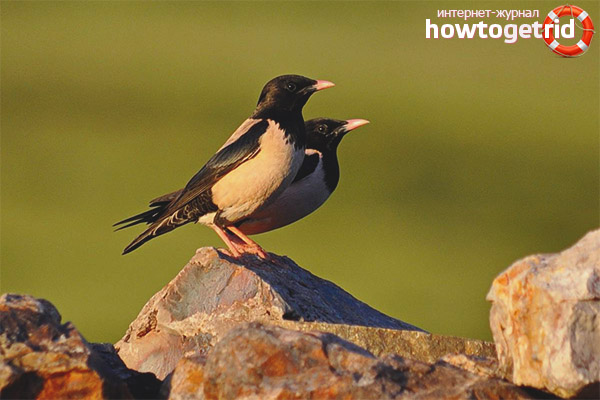 Pink Starlings Lifestyle