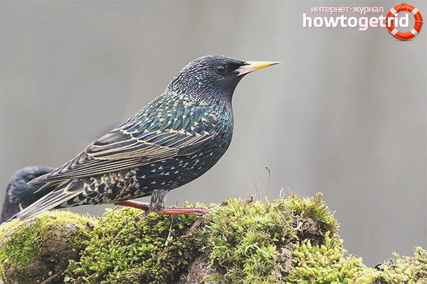 Common starling