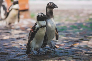 Spectacled Penguin