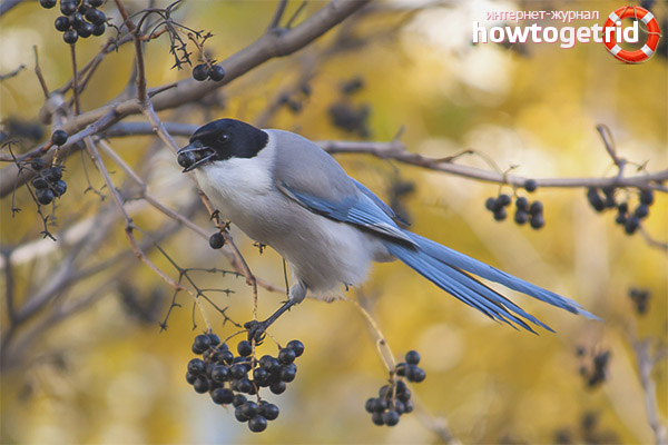 Blue Magpie Nutrition Features