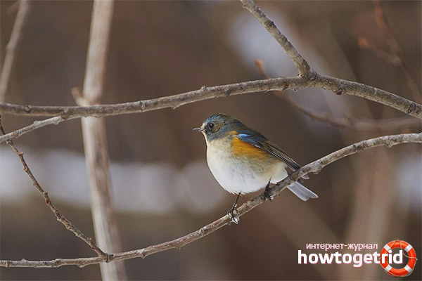 Distribution and lifestyle of the bluetail