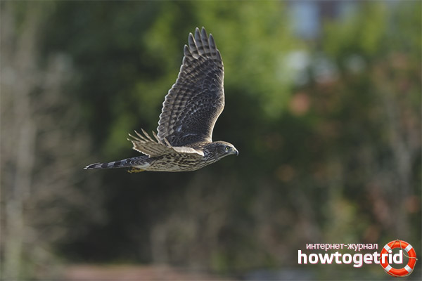 Reproduction of a goshawk