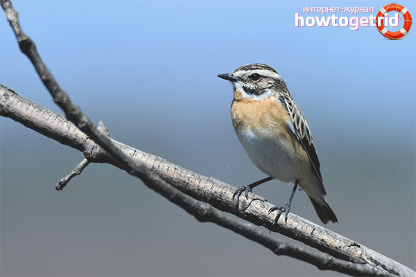 Reproduction of meadow mint