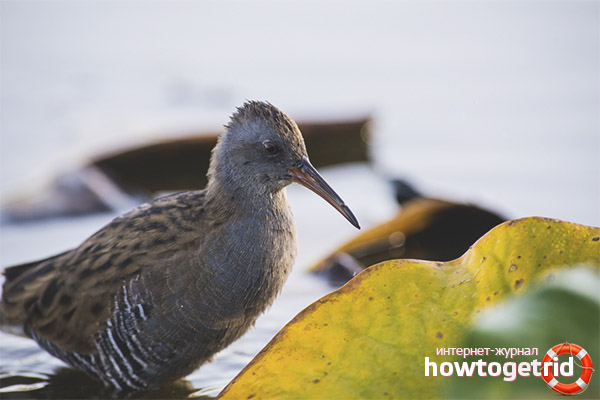 Breeding water cowgirl