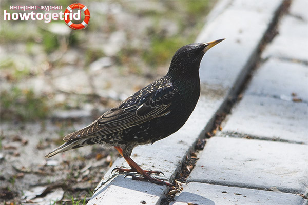 Varieties of starlings