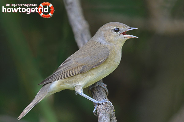 Garden Warbler