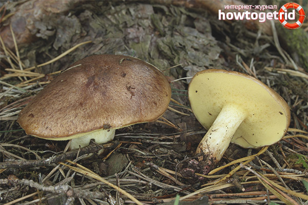 Edibility of a Granular Oiler