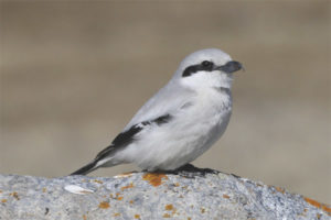 Gray shrike